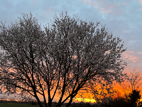 Floración de los almendros en Vilagrassa y paseo por Bellpuig. Lérida