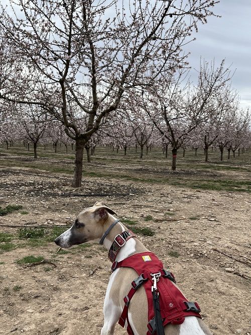 Whippet, campo de almendros