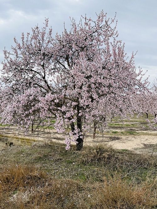 Floración, almendros Vilagrassa