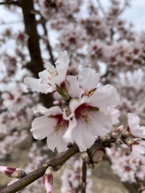 Flor de almendro, Vilagrassa