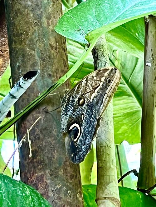 Mariposario jardines Garzoni Collodi