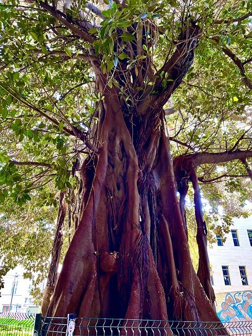 Plaza de l'arbre