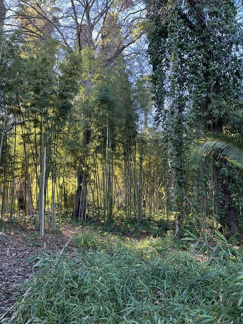 Jardín de bambú Marruecos