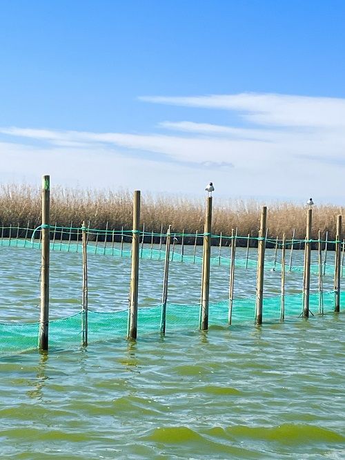Parque natural de la albufera valencia