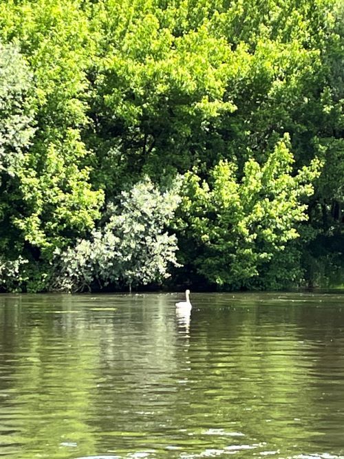 Cisne en el rio Dordoña