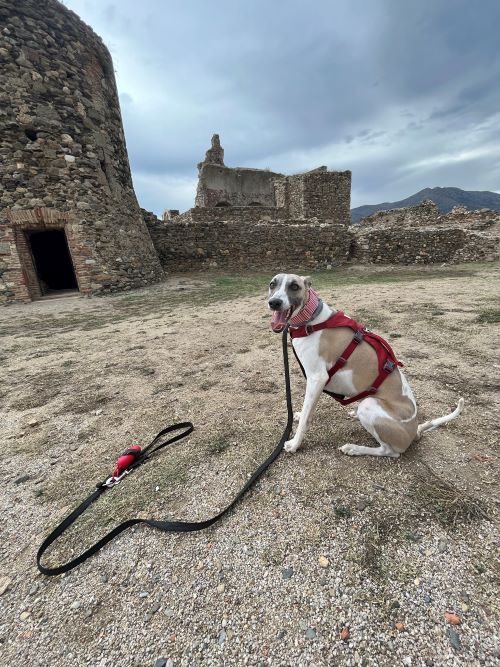 Ciutadella de Roses con perro