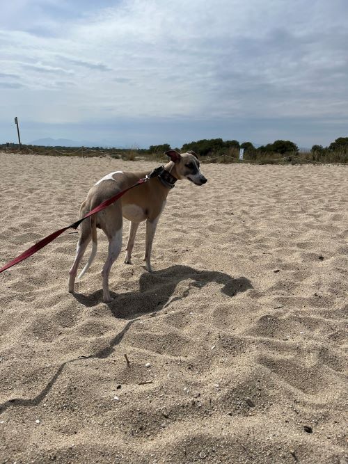 Playa perros rubina Empuriabrava