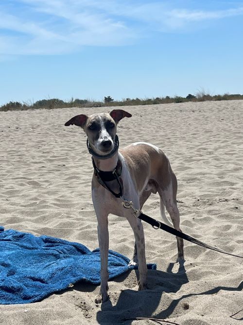 Playa canina Toscana, costa ligure
