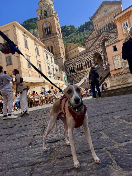 Amalfi con perro