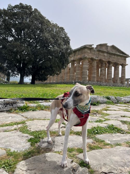 Paestum con perro