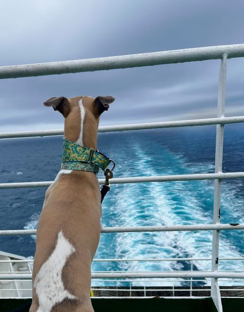 Perro en ferry grimaldi lines