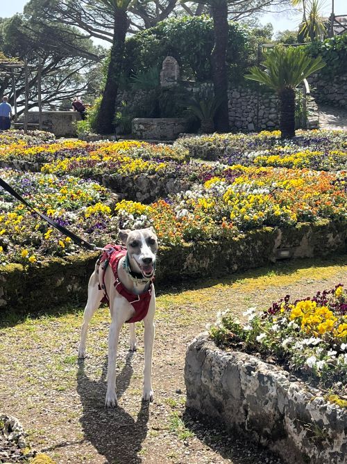 Ravello con perro. Villa Rufolo