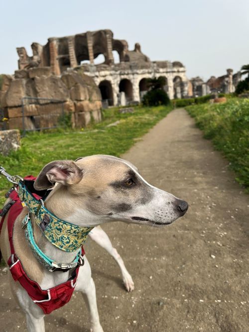 Anfiteatro de capua con perro