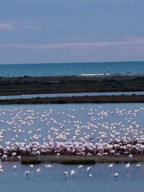 Flamencos en el Delta del Ebro
