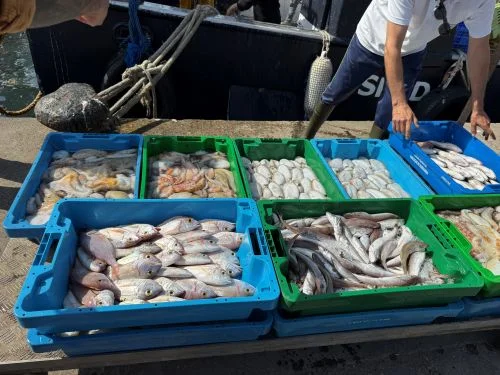 Lonja de pescadores en Villajoyosa. Visita guiada, llegada de los barcos