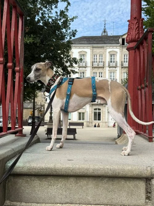 Plaza Mayor de Lugo con perro