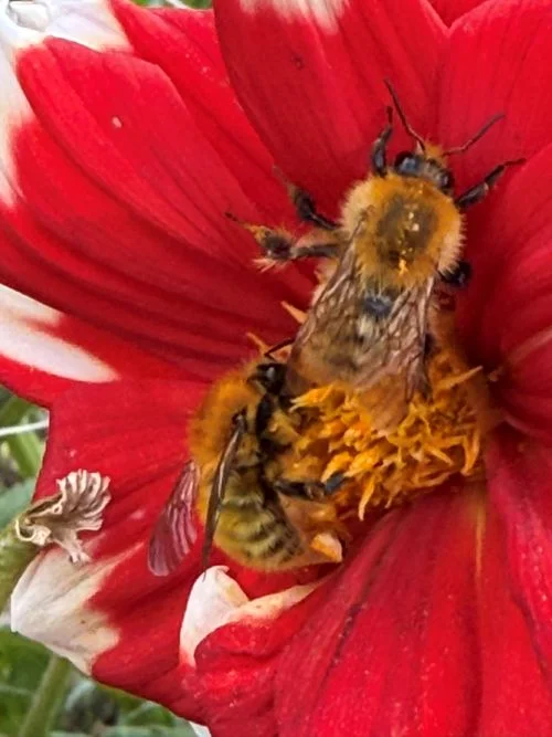 Insectos polinizadores en niudalia