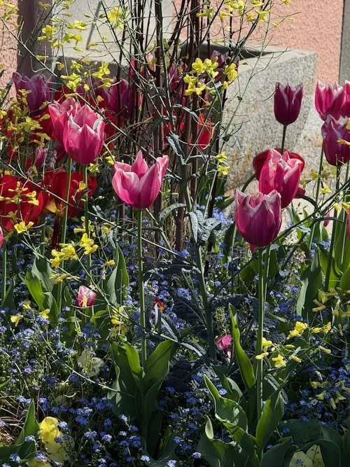 flores alpinas, tulipanes en primavera de Interlaken