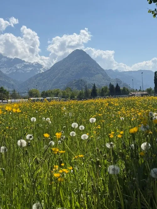 Prados de los alpes de Suiza