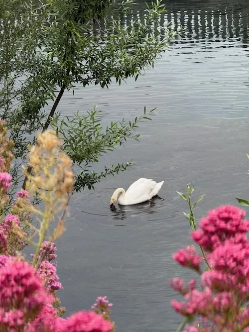 Cisne nadando bajo un puentecito en Millau