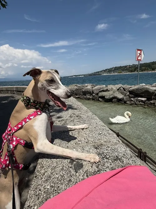 Playa de Ginebra, con cisnes. Perros no admitidos