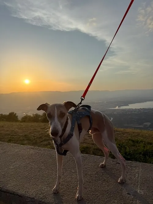 Vistas de Ginebra desde el montse saleve, en primer plano perro whippet