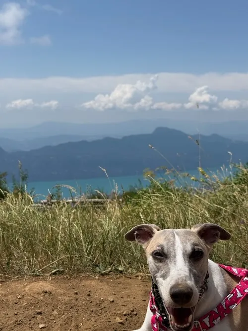 Road trip con perro de Barcelona a Ginebra: Francia y Suiza