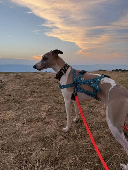 Praderas de Monte saleve con perro en primer plano